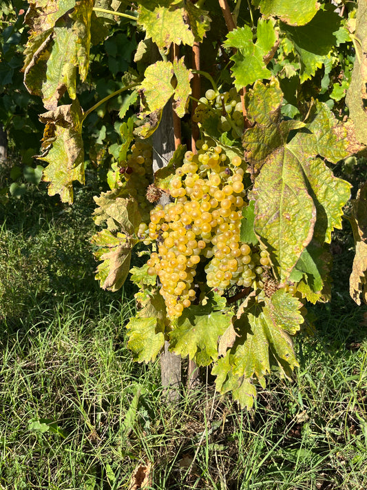 Reflecting on the 2023 Vintage: A Year of Challenges and Triumphs