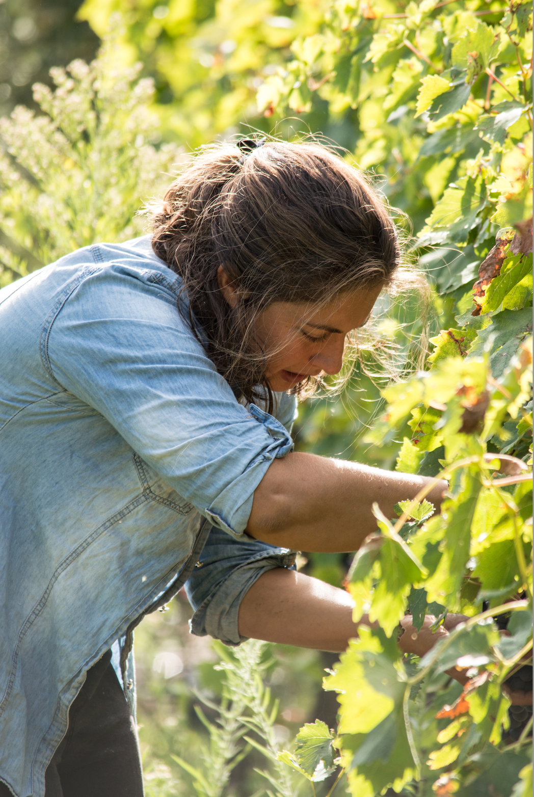 Joy picking grapes during harvest
